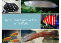 Top 10 Most Expensive Fish In The World | Strange Facts