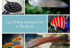 Top 10 Most Expensive Fish In The World | Strange Facts