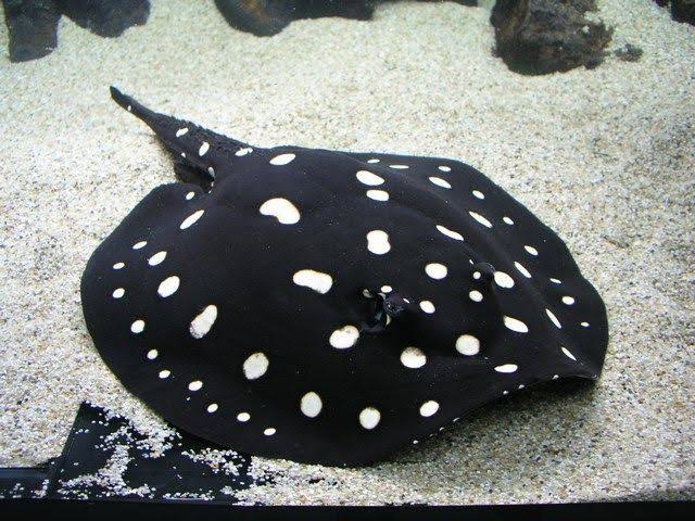 most-expensive-fish-in-the-world-freshwater-polka-dot-stingray