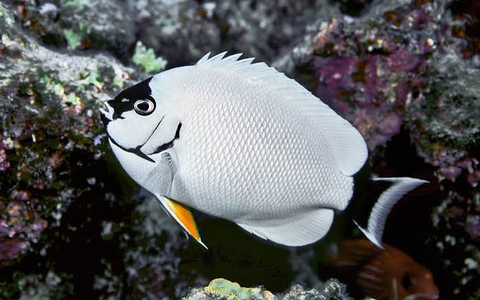 most-expensive-fish-in-the-world-masked-angelfish