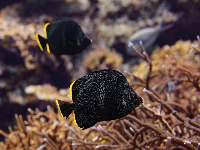 most-expensive-fish-in-the-world-wrought-iron-butterflyfish