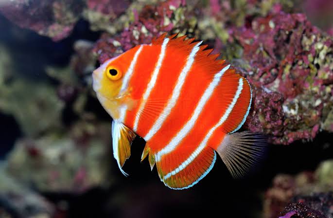 most-expensive-fish-in-the-world-peppermint-angelfish