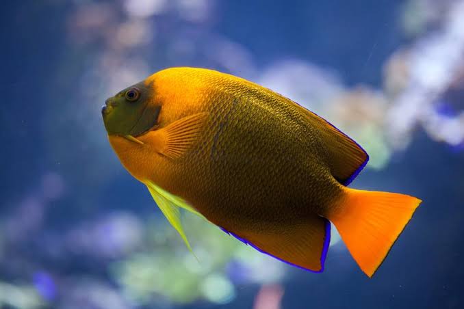 most-expensive-fish-in-the-world-clarion-angelfish